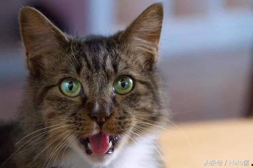 娱乐吃瓜猫金星